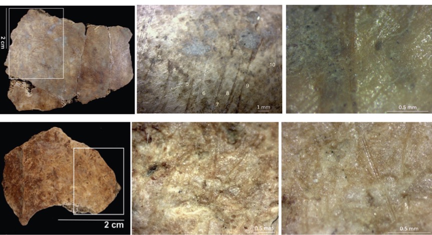 Macintosh HD:Users:FEC:Desktop:Figura 14.jpg